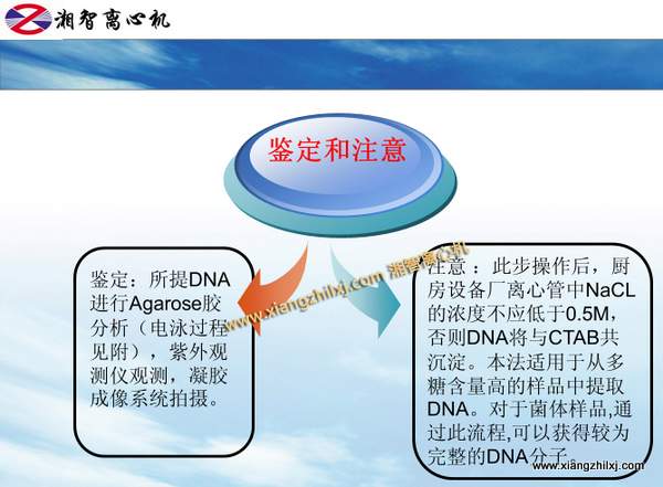 用高速离心机提取细菌DNA的课件